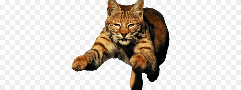 Bobcat Fierce, Animal, Cat, Mammal, Pet Free Png