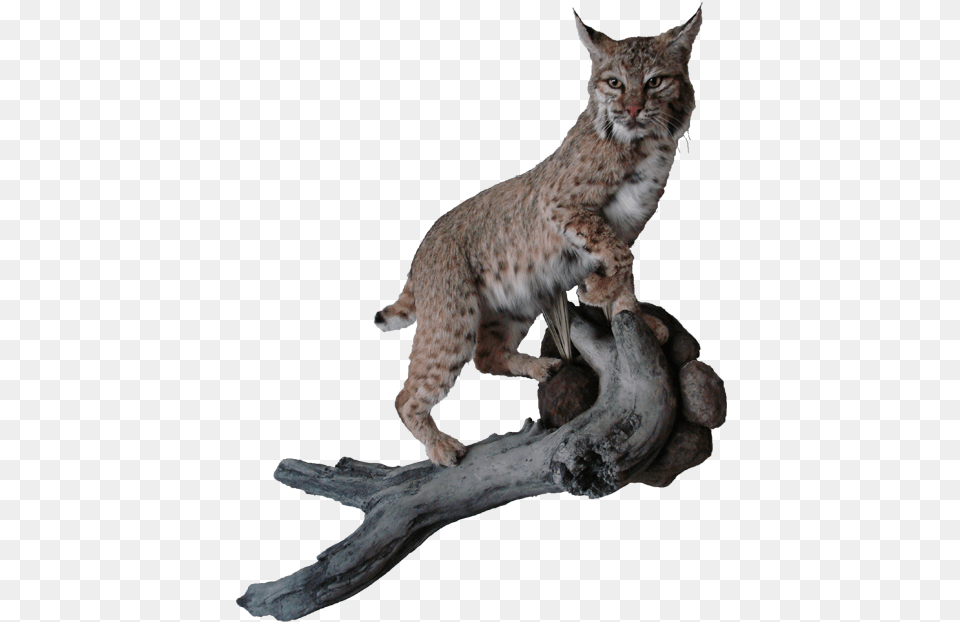 Bobcat Mount Bobcat, Animal, Cat, Mammal, Pet Png Image