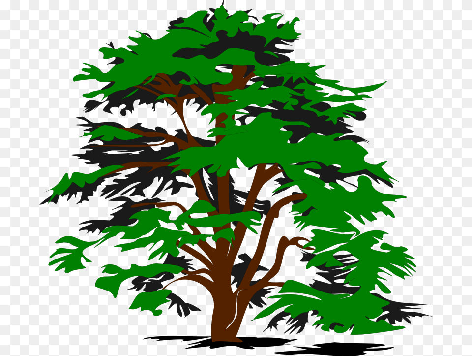 Bobocal Simple Vector Tree, Green, Plant, Conifer, Vegetation Png Image