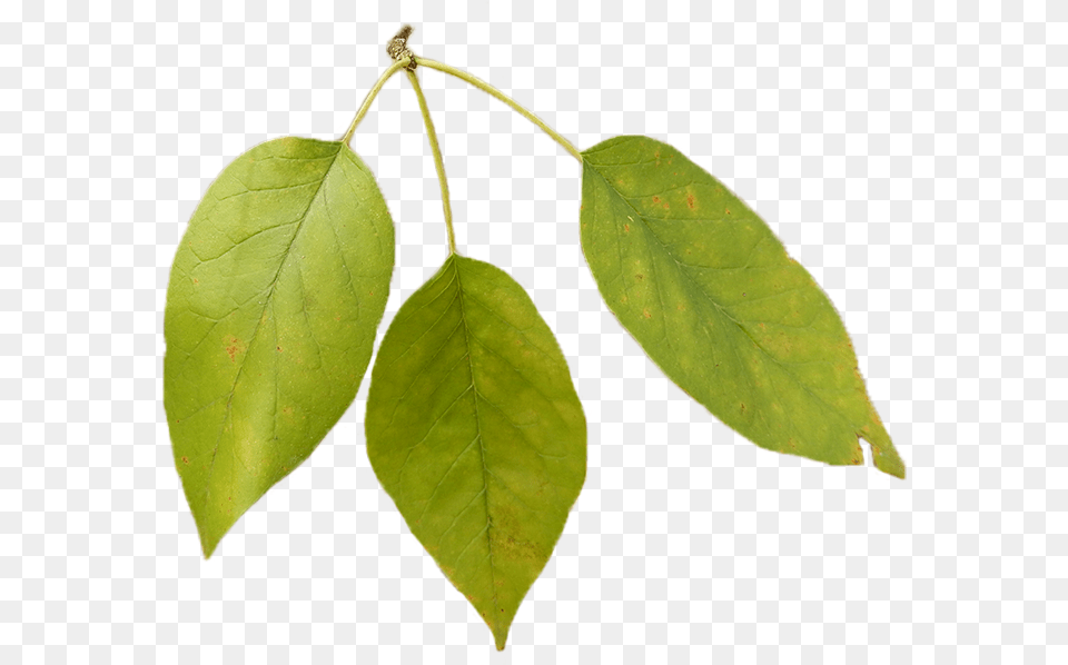 Bodark Leaves Texas, Leaf, Plant, Tree, Annonaceae Free Transparent Png