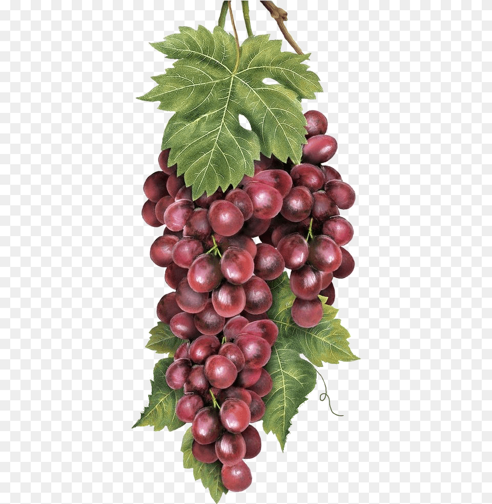 Bodegon Racimo De Uvas, Food, Fruit, Grapes, Plant Free Transparent Png