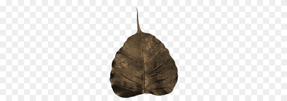 Bodhi Leaf, Plant Free Png