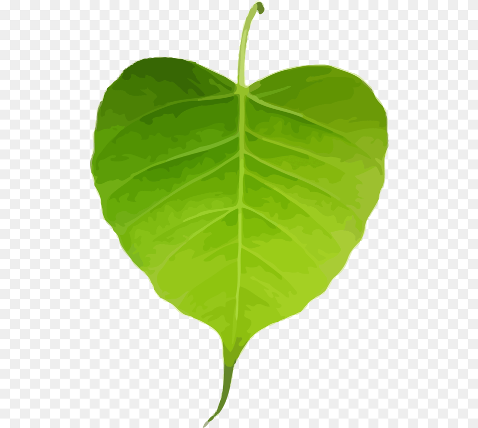 Bodhi Day Leaf Flower Plant For Pipal Leaf, Person Free Transparent Png