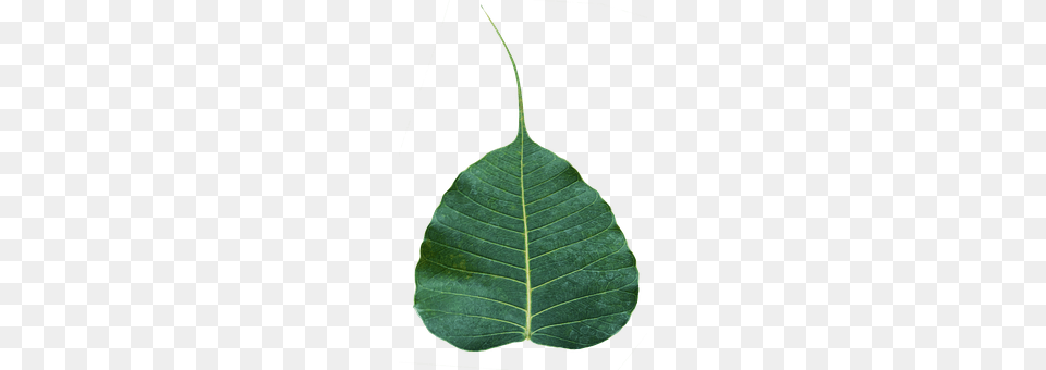 Bodhi Leaf Plant, Tree, Annonaceae Png