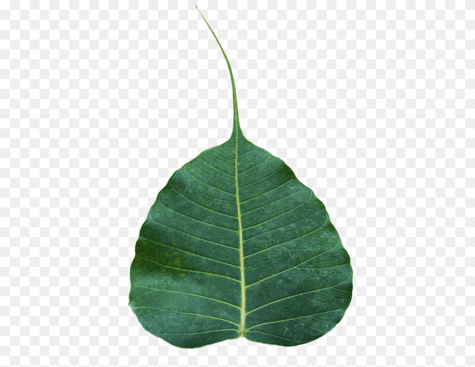Bodhi Leaf Awakening Enlightenment, Plant, Tree, Annonaceae Free Transparent Png