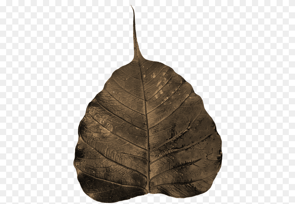 Bodhi Leaf Wilted Awakening Enlightenment Buddhism Wilting Leaf, Plant Png