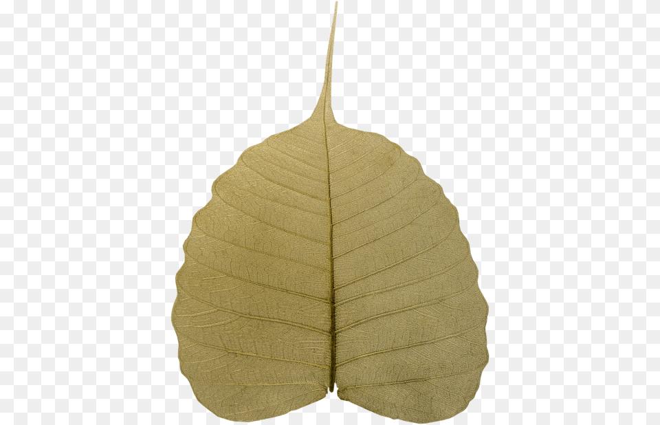 Bodhi Leaf Wilted Maidenhair Tree, Plant Png