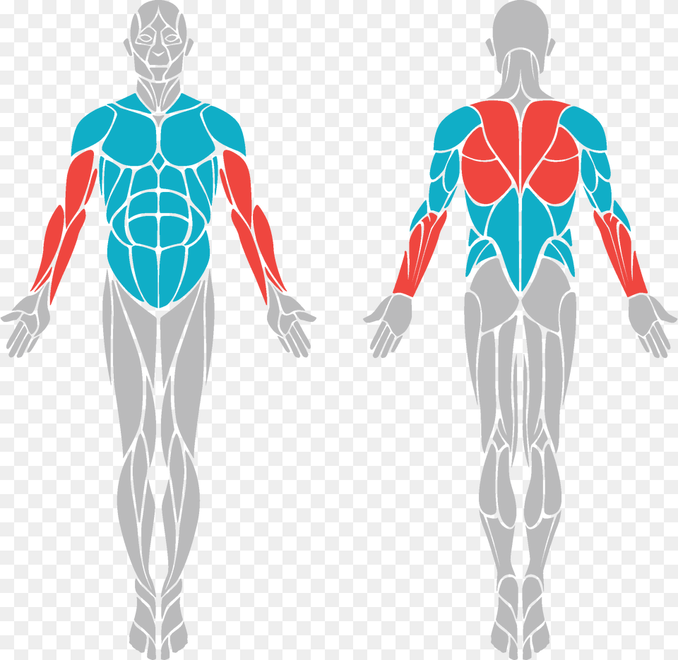 Body Benefits Body Muscle Diagram Vector, Adult, Female, Person, Woman Png Image