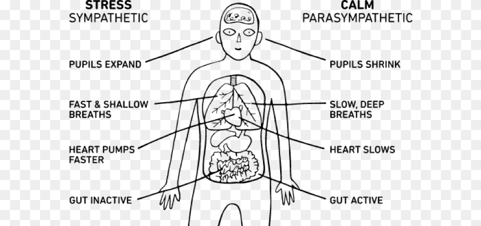 Body Breathing Download Stress Parasympathetic Nervous System, Gray Png Image
