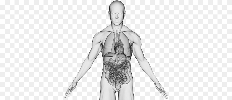 Body Centrum Inside Human Body, Adult, Male, Man, Person Png