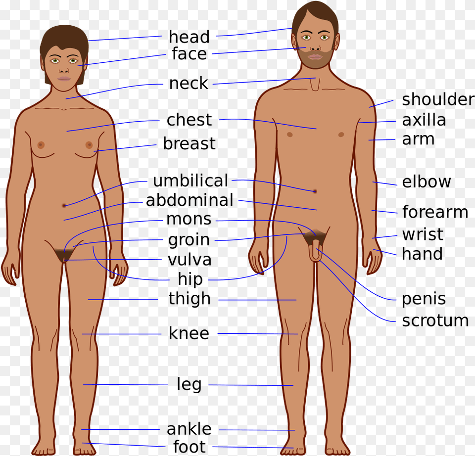 Body Chest Body Parts Of Men, Adult, Chart, Male, Man Free Png Download