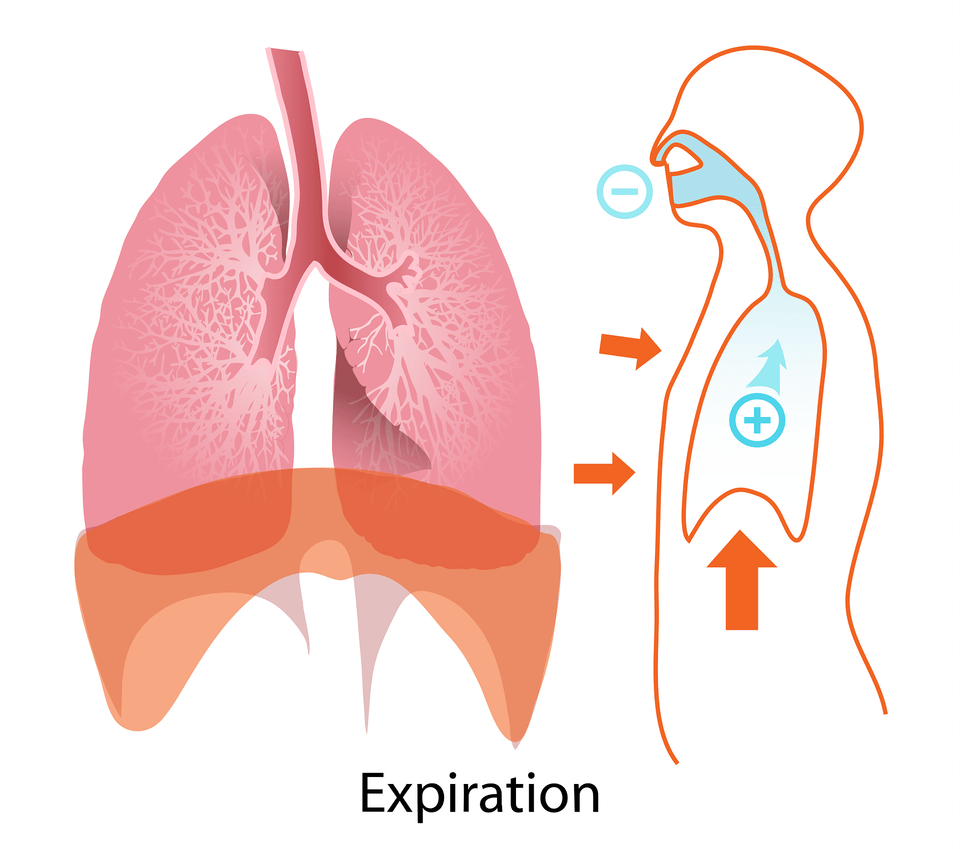 Body Clipart Png