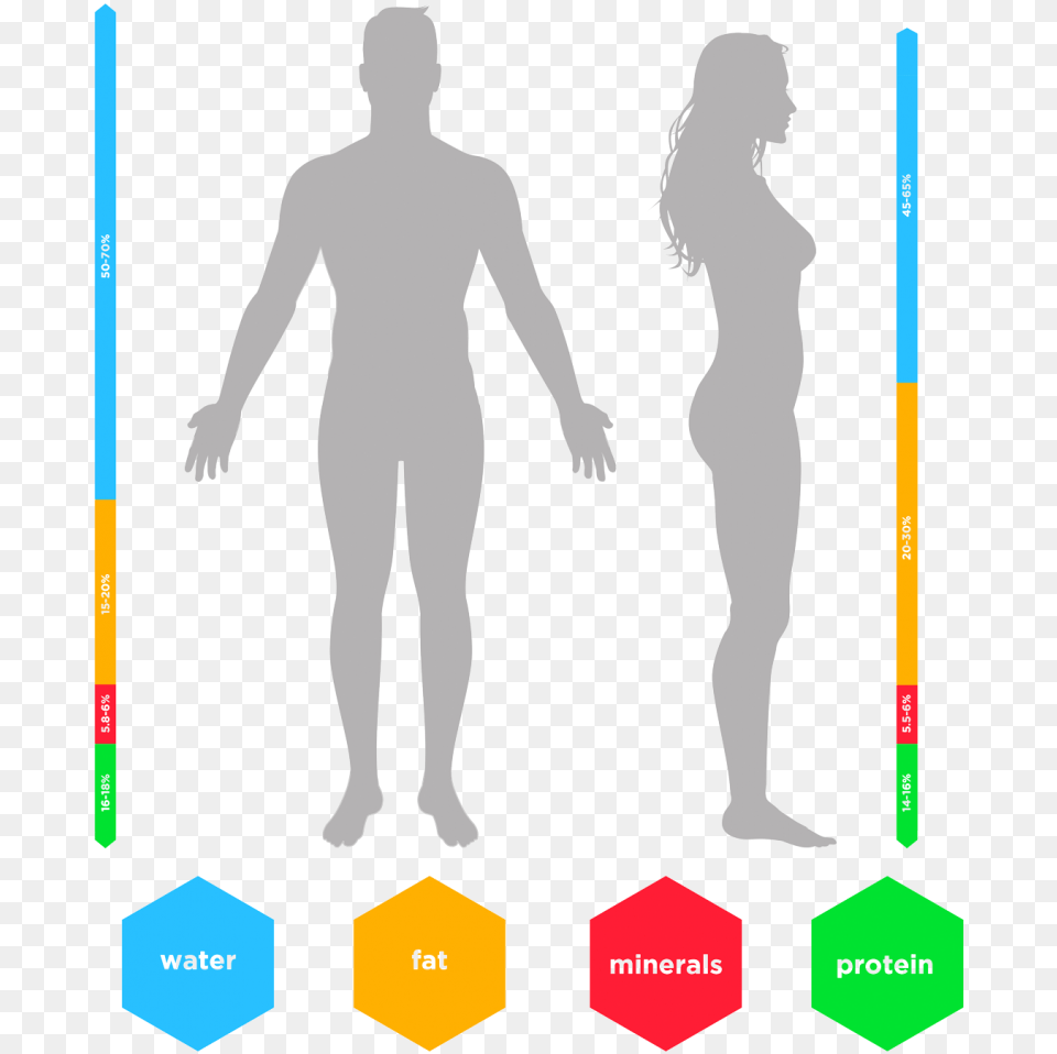 Body Composition Graphic, Plot, Chart, Adult, Wedding Free Png Download