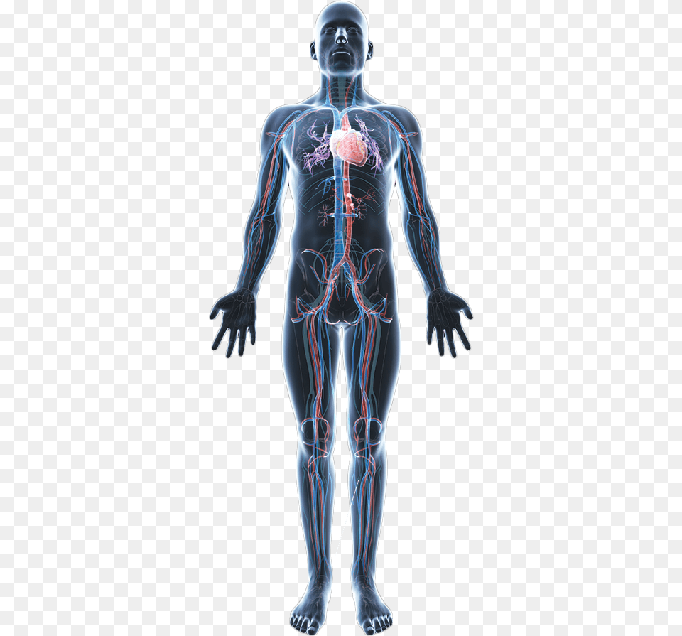 Body Hd Human Body Anatomy, Adult, Female, Person, Woman Png