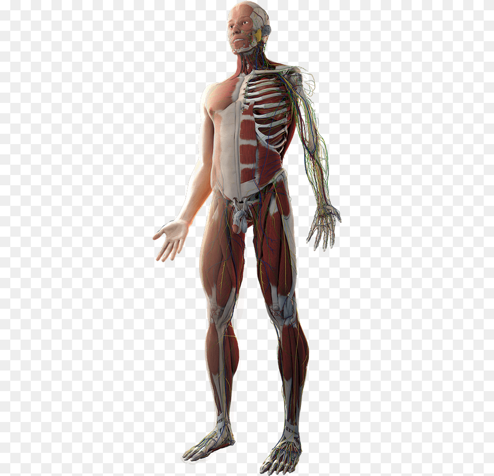 Body Human Anatomy, Adult, Female, Person, Woman Free Transparent Png