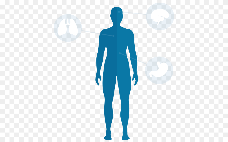 Body Images, Adult, Male, Man, Person Free Transparent Png
