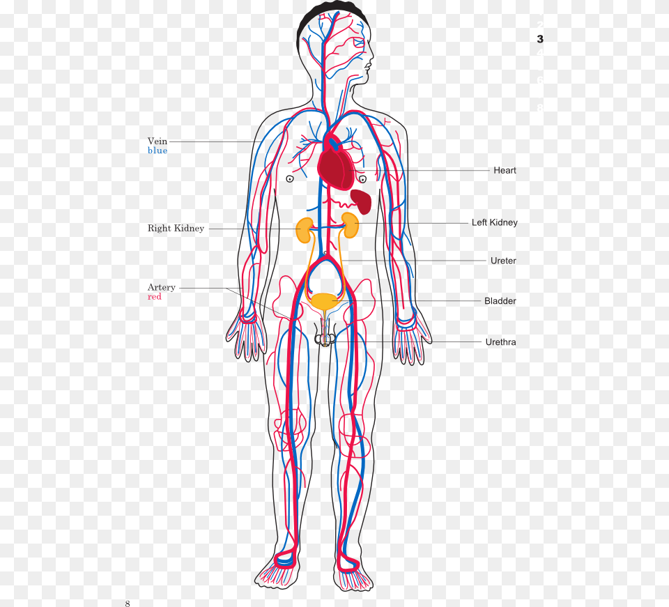 Body Map Of Circulatory System, Chart, Plot, Adult, Male Png