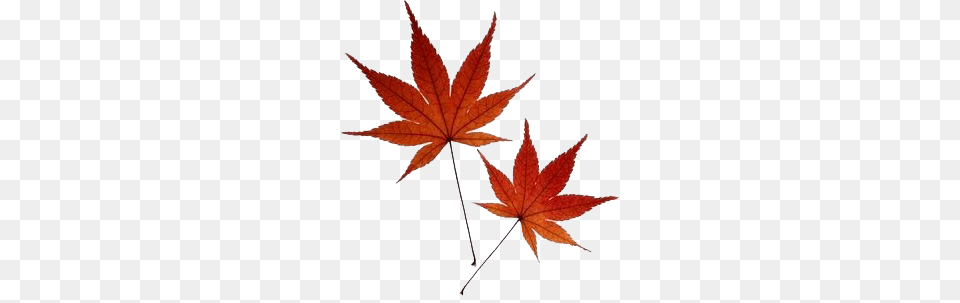 Body Modification Japanese, Leaf, Maple, Plant, Tree Free Transparent Png
