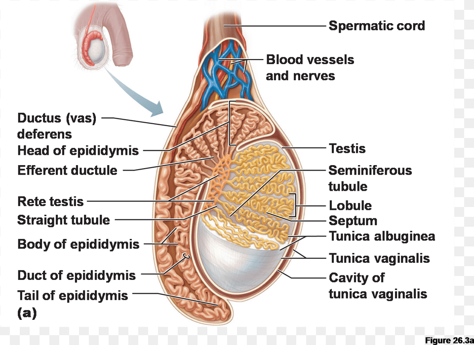 Body Of Epididymis Free Png