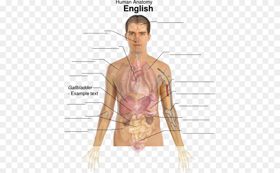 Body Organ Diagram Male Organs Position In The Body, Person, Skin, Adult, Man Free Transparent Png