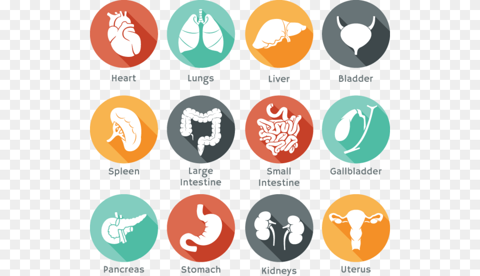 Body Organ Icons, Face, Head, Person Png