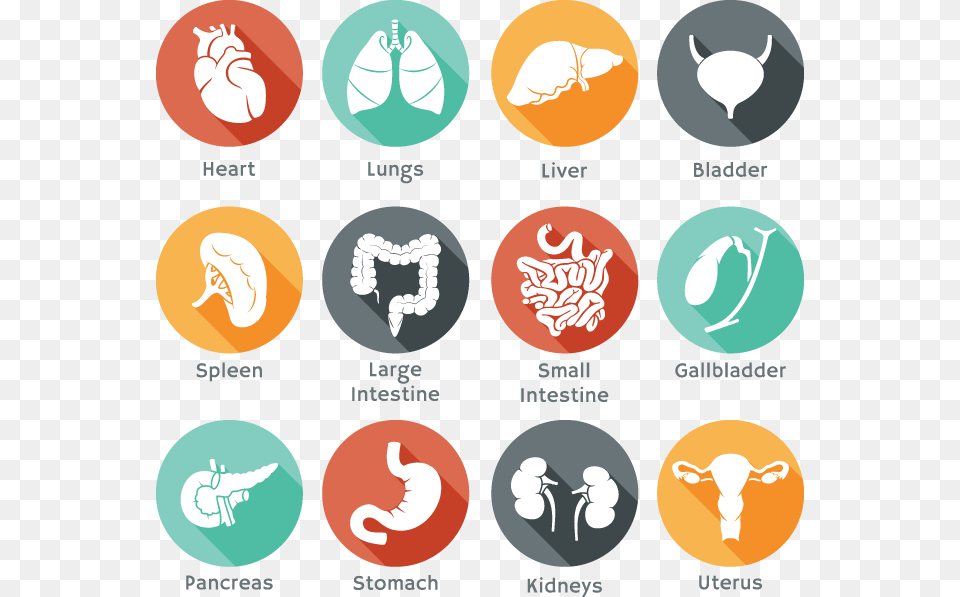 Body Organ Icons Organ Icons, Face, Head, Person Free Png Download