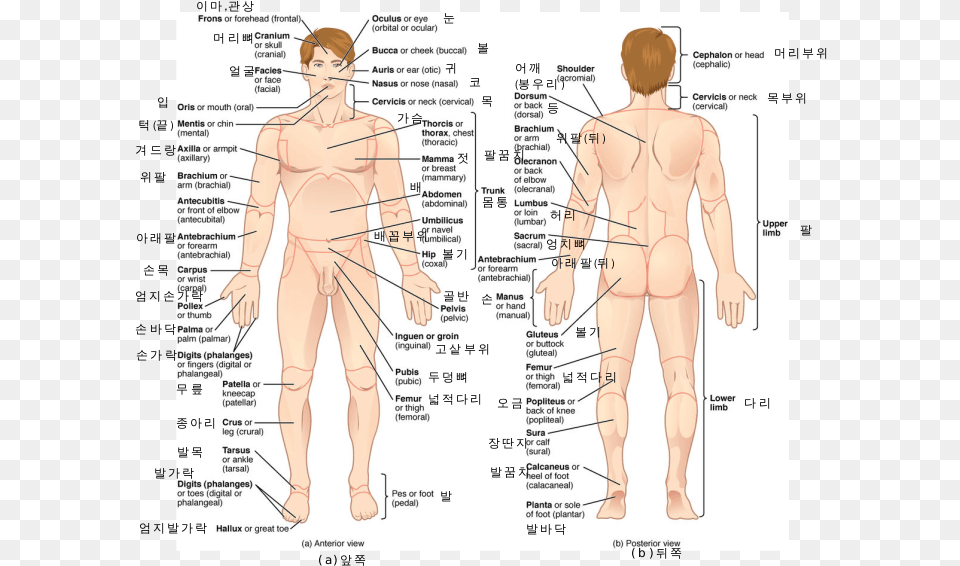 Body Parts Name, Chart, Plot, Adult, Person Free Png