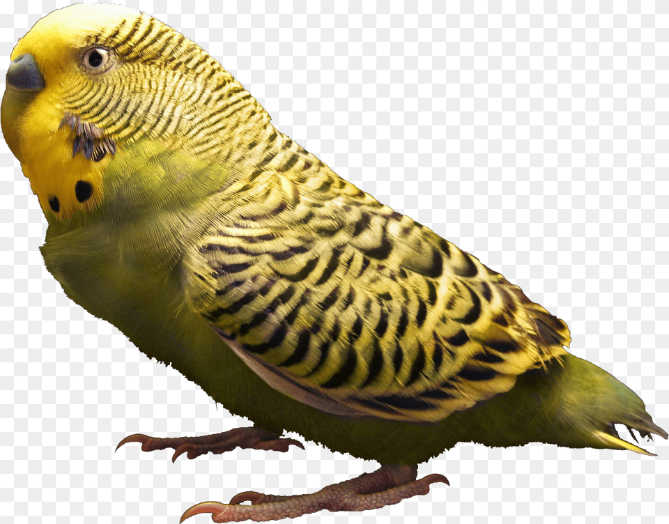 Body Parts Of Parrot Download High Resolution File, Animal, Bird, Parakeet Free Transparent Png