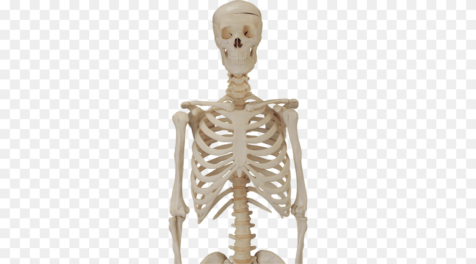 Body Skeleton, Baby, Person Png