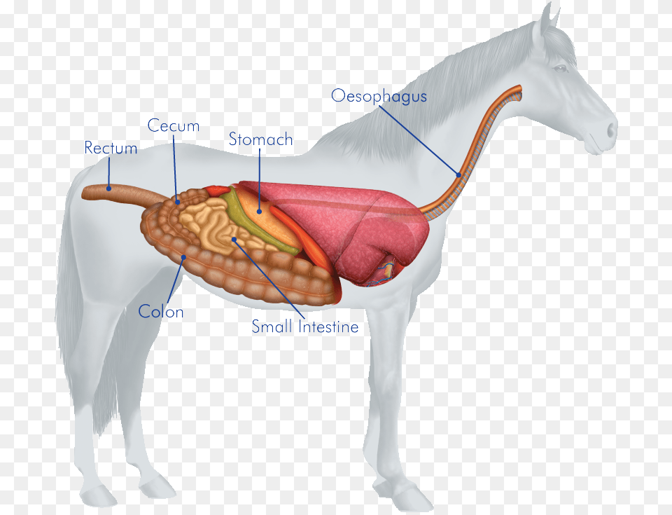 Body Systems Of Horse, Animal, Mammal Free Png