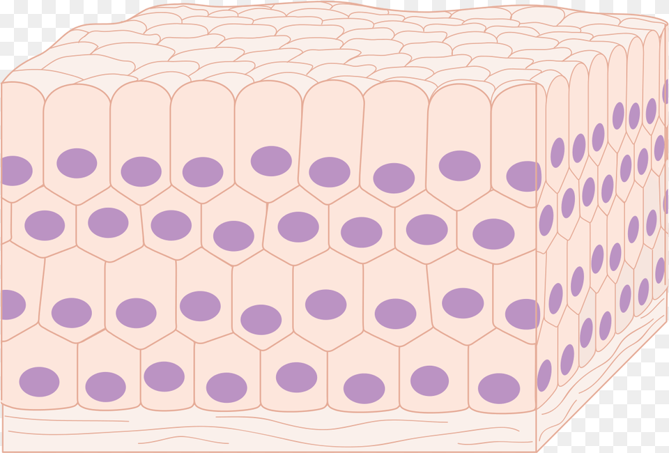 Body Tissue Tissues In The Body, Furniture Png