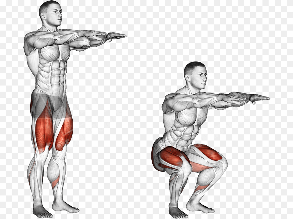 Body Weight Squat Anatomy Download Bodyweight Squat Muscles Worked, Adult, Male, Man, Person Free Transparent Png