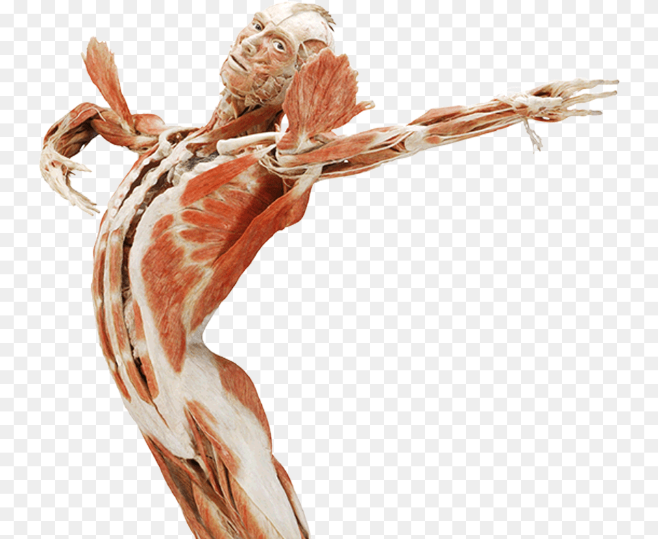 Body Worlds Amsterdam Body Worlds, Adult, Male, Man, Person Png Image