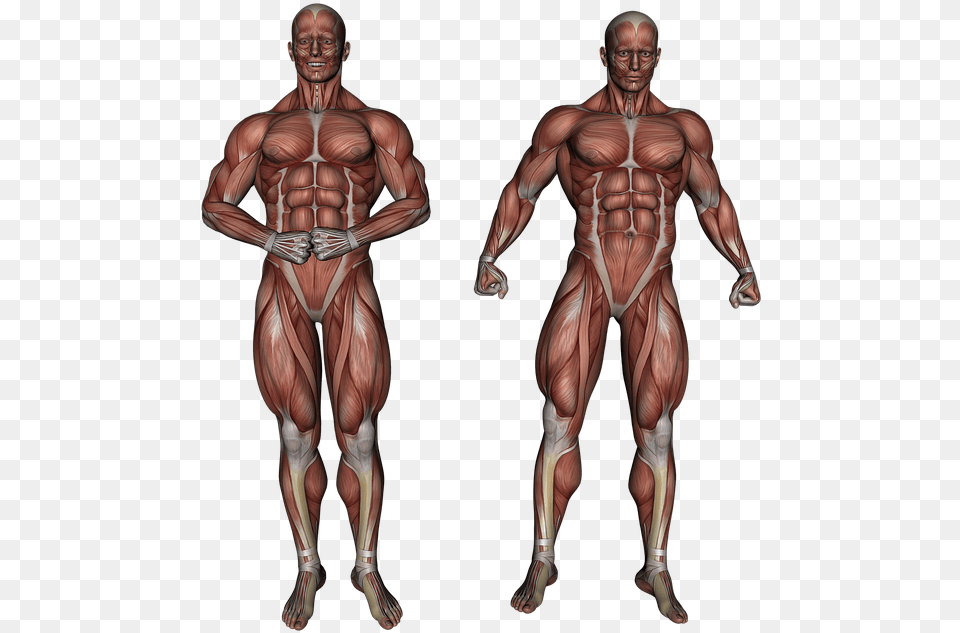 Bodybuilding High Quality Anatomie, Adult, Male, Man, Person Png Image