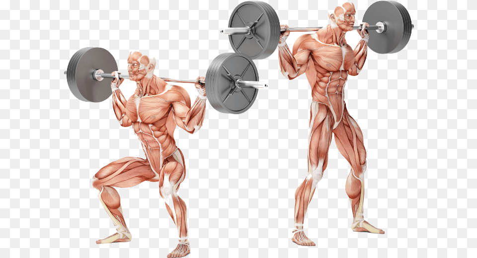 Bodybuilding Personal Training Exercises Squat Muskelgrupper, Adult, Male, Man, Person Free Transparent Png
