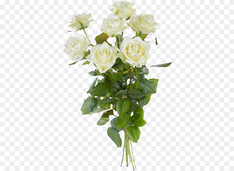 Boeket Witte Rozen, Flower, Flower Arrangement, Flower Bouquet, Plant Free Png