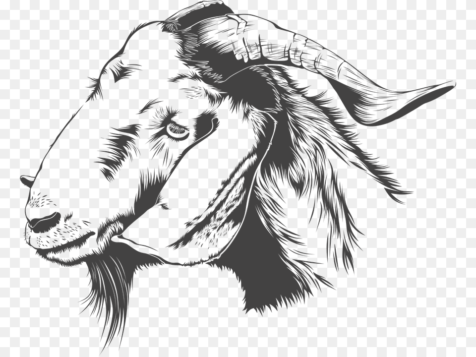 Boer Goat Head, Adult, Person, Woman, Female Free Png Download