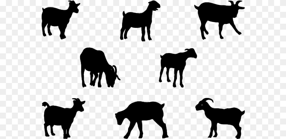 Boer Goat Pygmy Goat Nigerian Dwarf Goat Anglo Nubian Baby Goat Clipart Black And White Silhouette, Gray Png Image