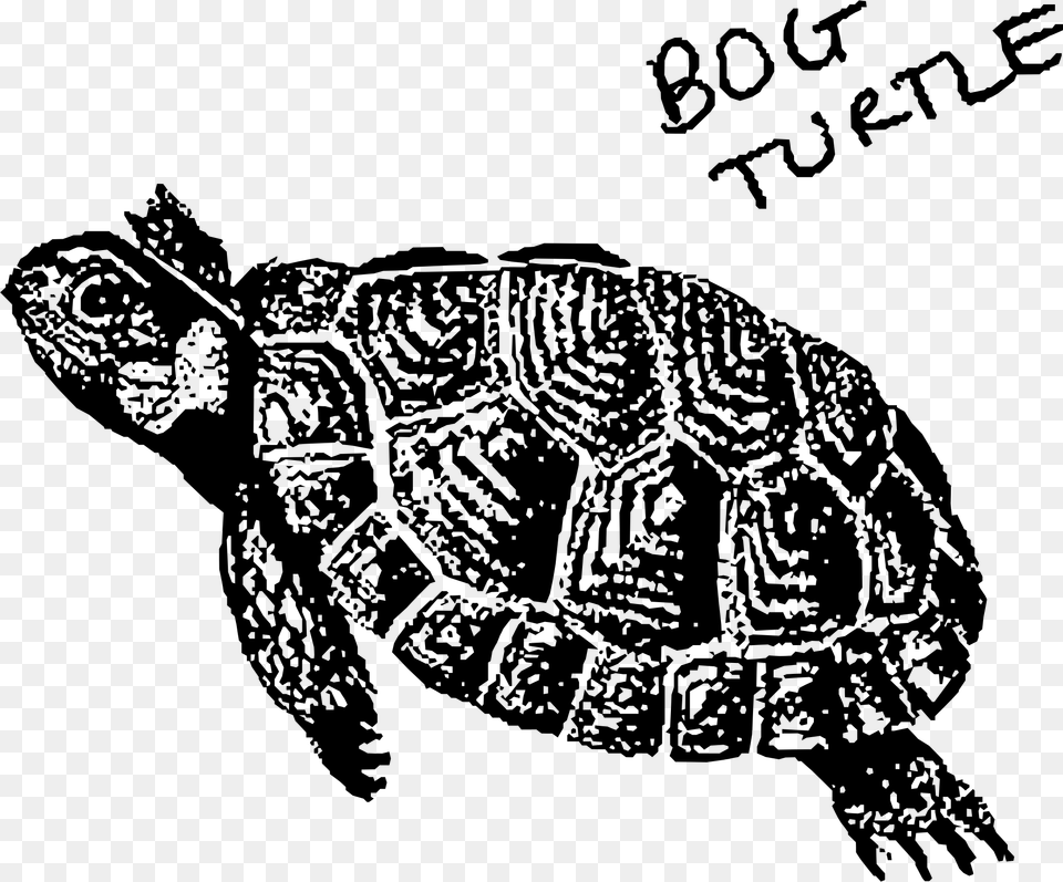 Bog Turtle Clip Arts Black And White Bog Turtle, Gray Free Png