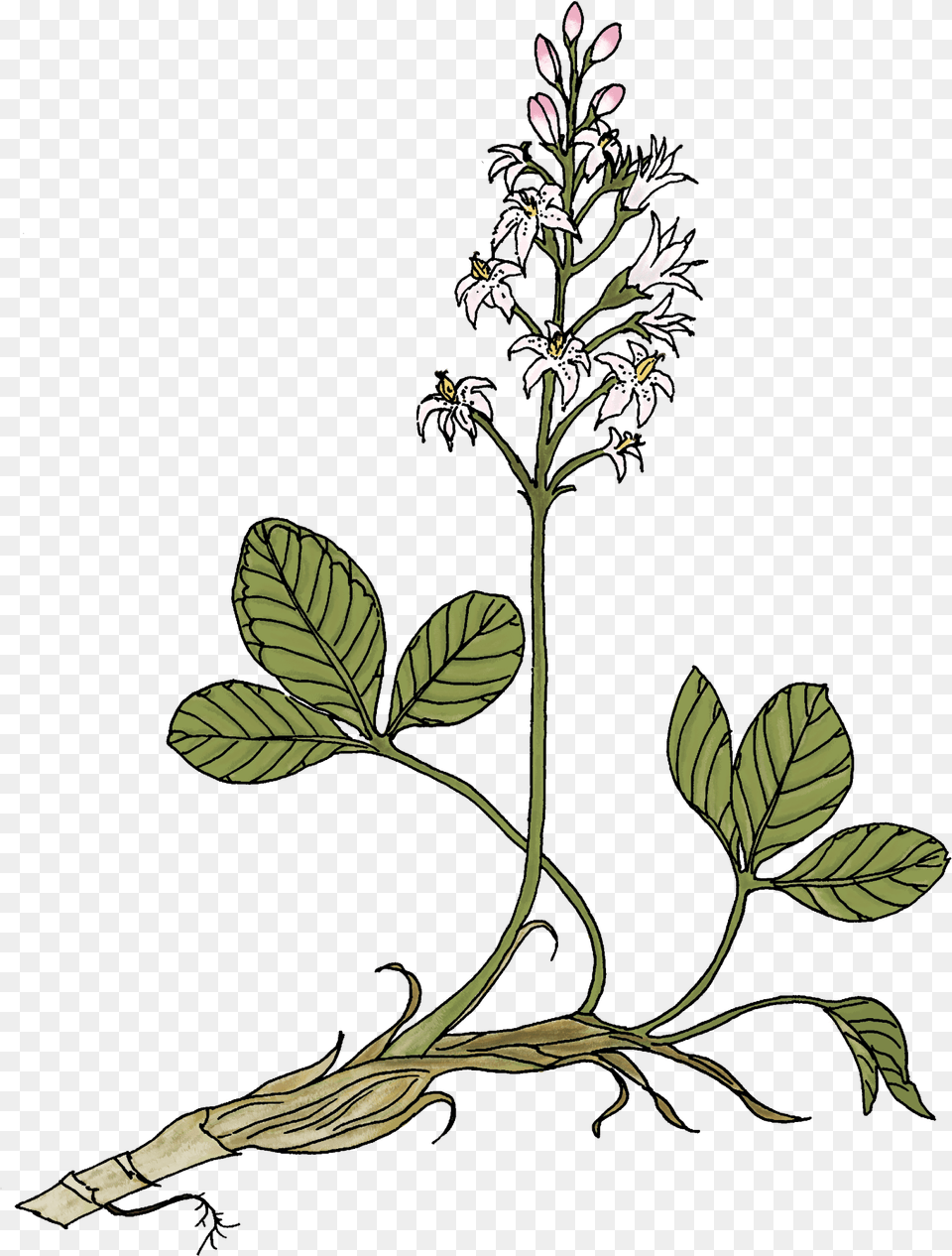 Bogbean Diagram, Acanthaceae, Flower, Herbal, Herbs Png Image