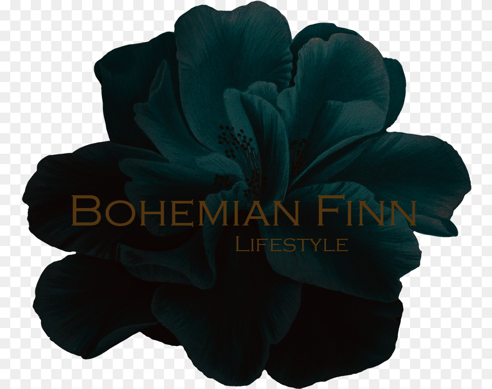 Bohemian Finn Lifestyle, Flower, Plant, Rose, Petal Free Transparent Png