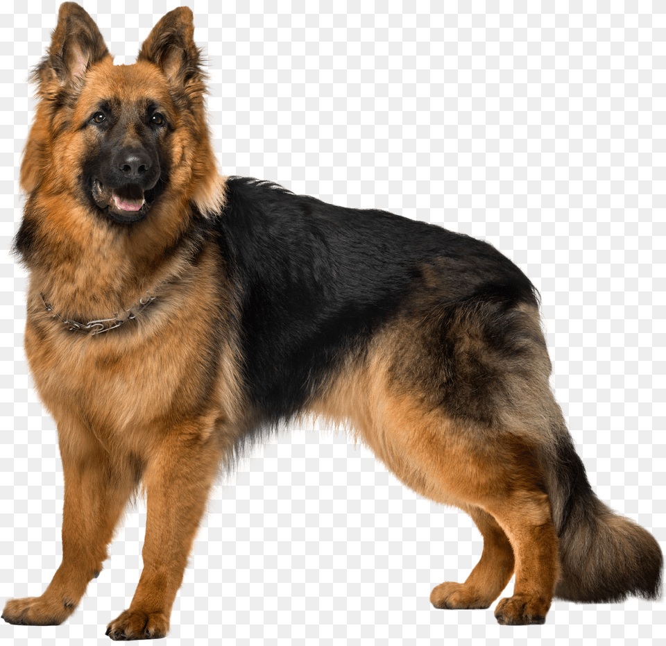 Bohemian Shepherd, Animal, Canine, Dog, German Shepherd Free Png Download