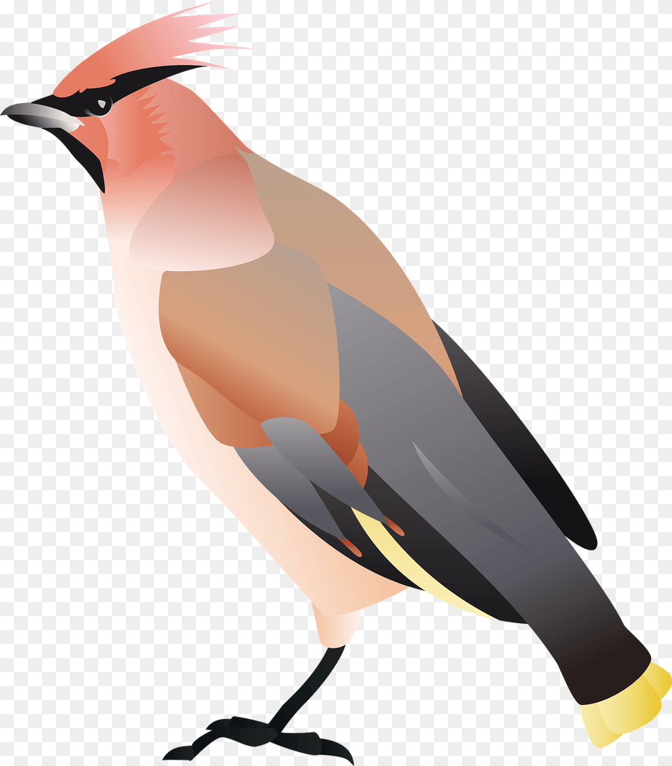 Bohemian Waxwing Bird Clipart, Animal, Finch, Jay, Beak Free Png