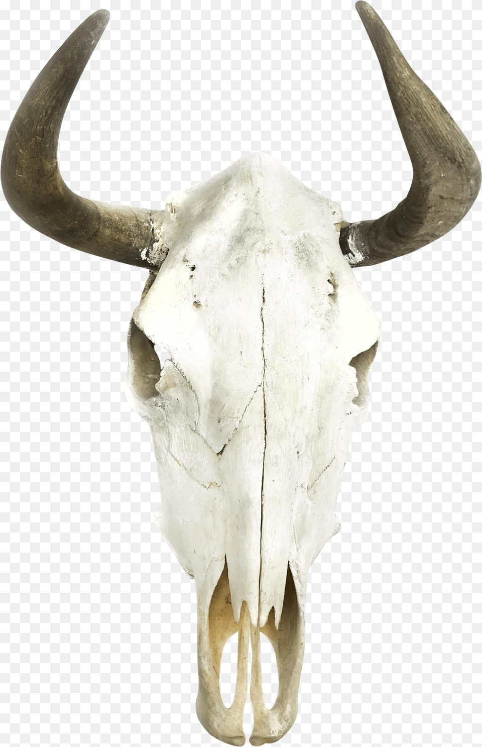 Boho Cow Skull Wall Decor Moose Horn, Animal, Bull, Mammal, Cattle Png