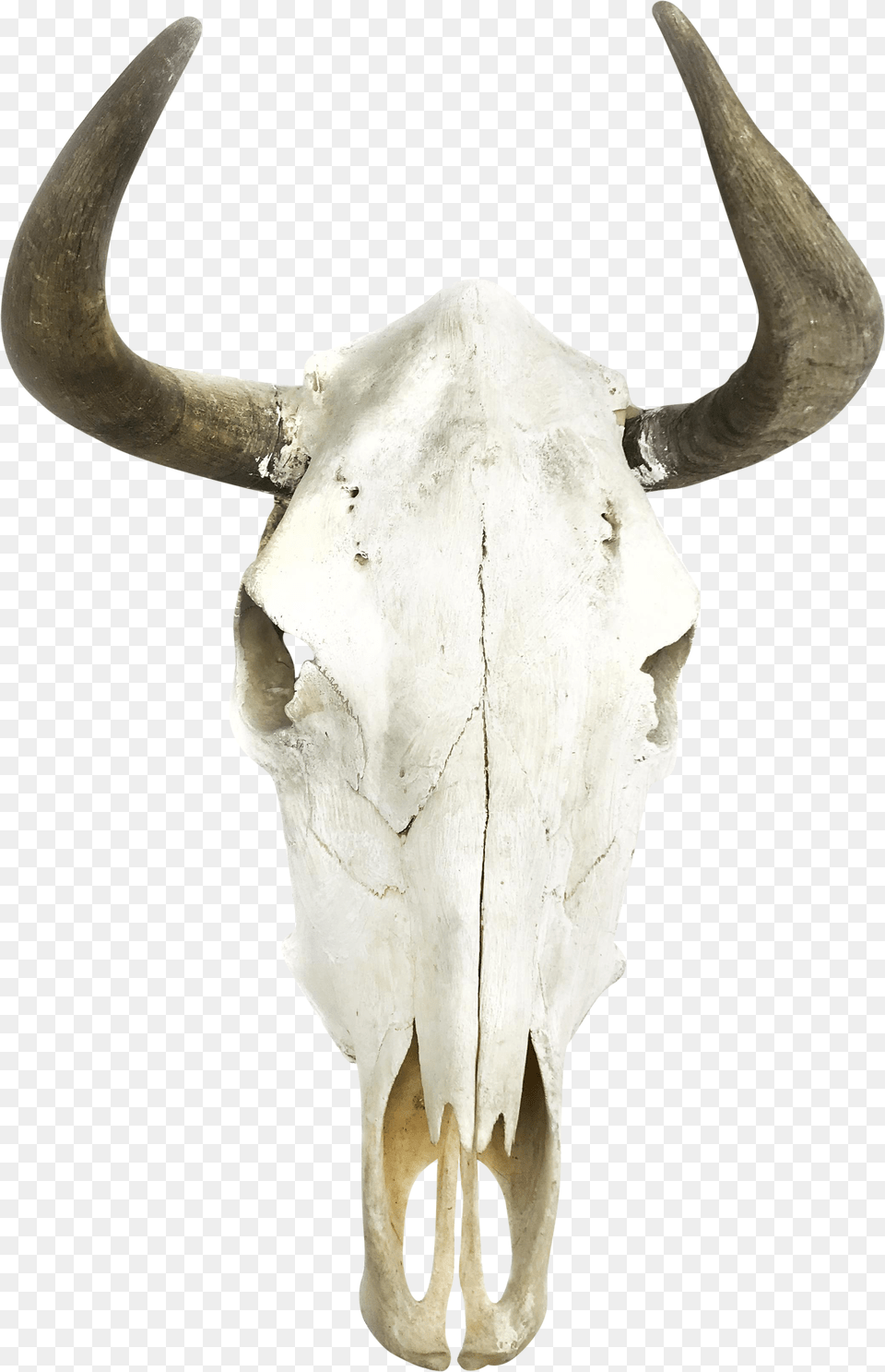 Boho Cow Skull Wall Decor Moose Skull, Animal, Bull, Mammal, Cattle Free Png