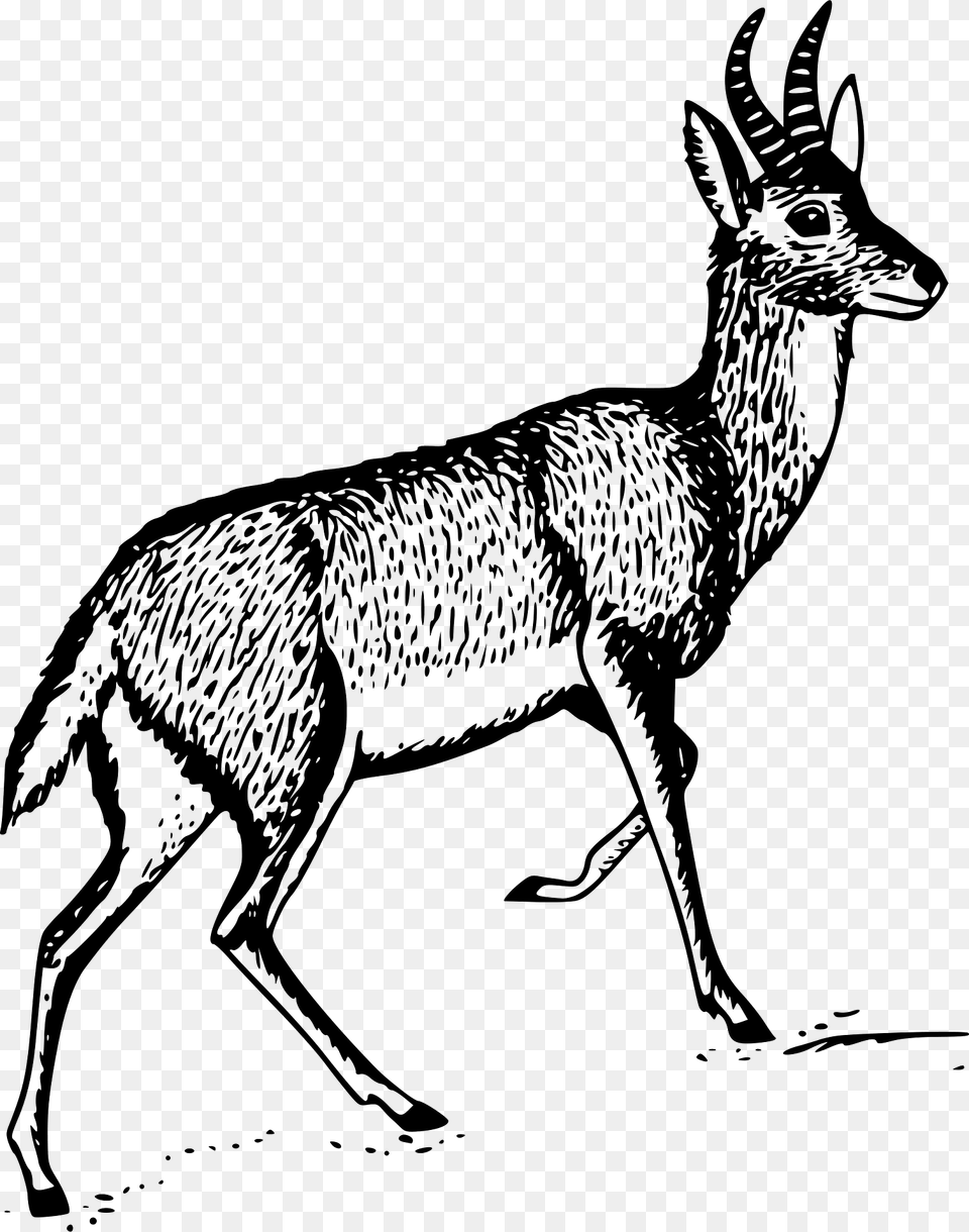Bohor Reedbuck Clipart, Animal, Kangaroo, Mammal, Deer Free Png