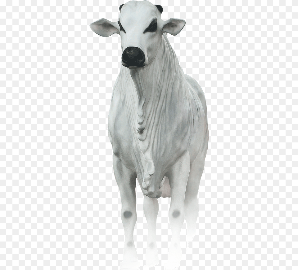 Boi Lion, Animal, Cattle, Cow, Livestock Png