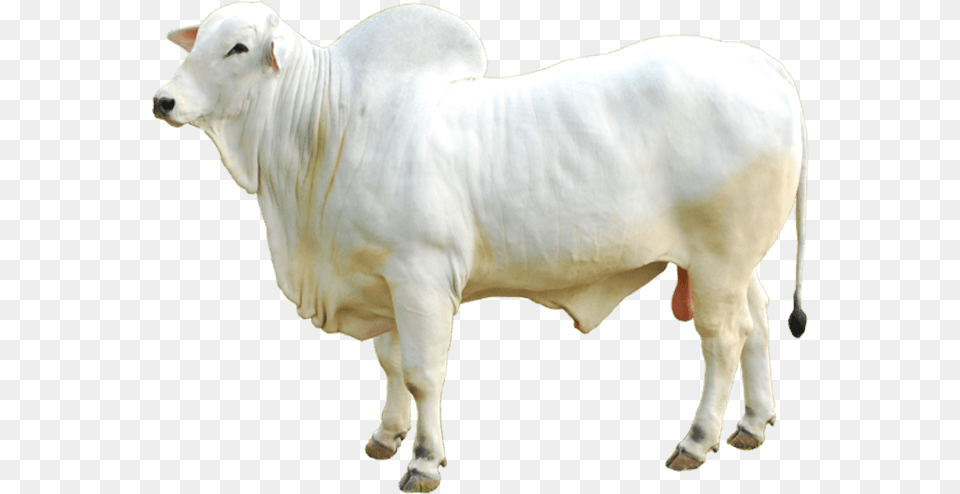 Boi Nelore, Animal, Bull, Cattle, Livestock Png Image