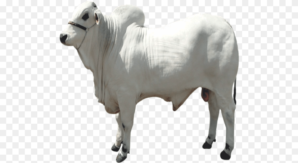 Boivit U2013 Animal Boi, Bull, Cattle, Livestock, Mammal Free Png