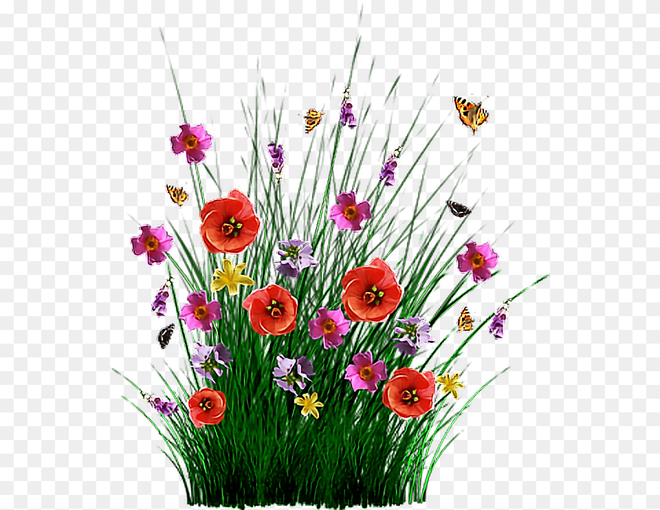 Bokeh Romans 8, Anemone, Plant, Flower Arrangement, Flower Free Transparent Png